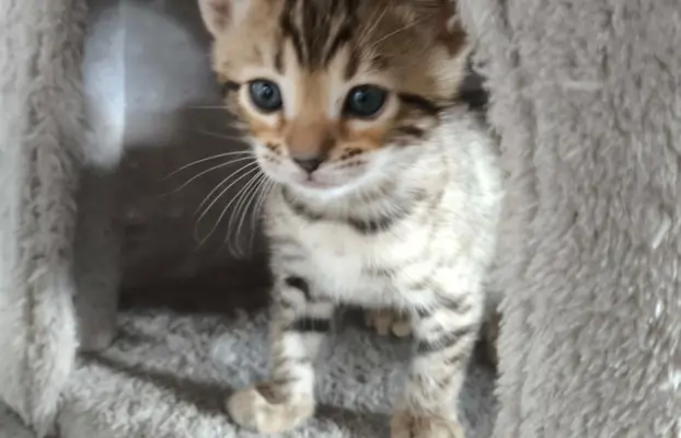 Kotki bengalskie 1