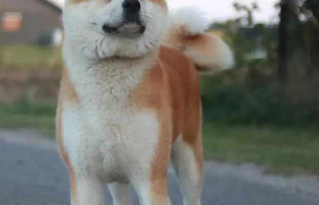 Akita Inu Japońska szczenięta ZKwP/FCI rodowód 3