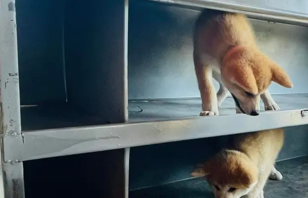 Akita Inu Japońska szczenięta ZKwP/FCI rodowód 4