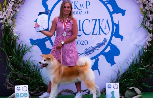 Akita Inu Japońska szczenięta ZKwP/FCI rodowód 2