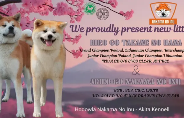 Akita Inu Japońska szczenięta ZKwP/FCI rodowód 1