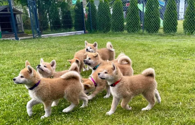 Akita Inu Japońska szczenięta ZKwP/FCI rodowód 5