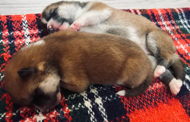 Akita Inu Japońska szczenięta ZKwP/FCI rodowód 7