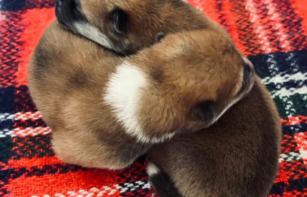 Akita Inu Japońska szczenięta ZKwP/FCI rodowód 8