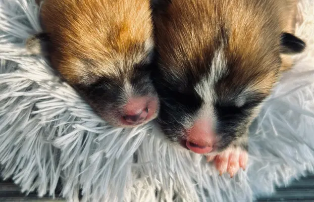 Akita Inu Japońska szczenięta ZKwP/FCI rodowód 6