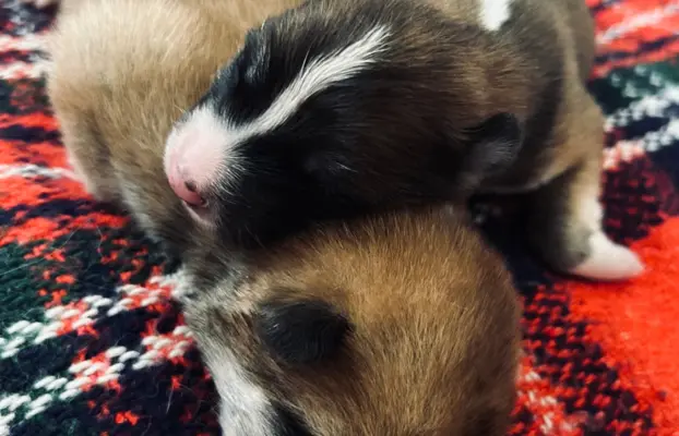 Akita Inu Japońska szczenięta ZKwP/FCI rodowód 9