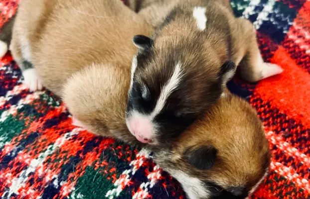 Akita Inu Japońska szczenięta ZKwP/FCI rodowód 10