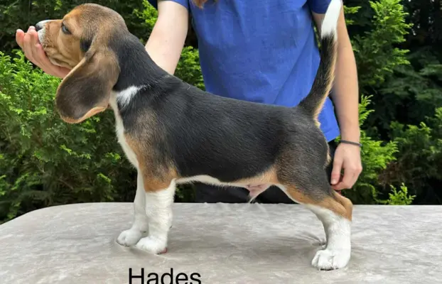 Szczenięta Beagle ZKwP FCI, Woj. Łódzkie, Samce 1