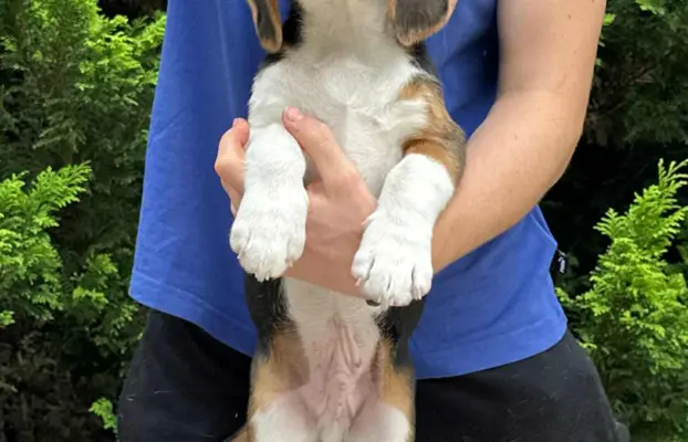 Szczenięta Beagle ZKwP FCI, Woj. Łódzkie, Samce 2