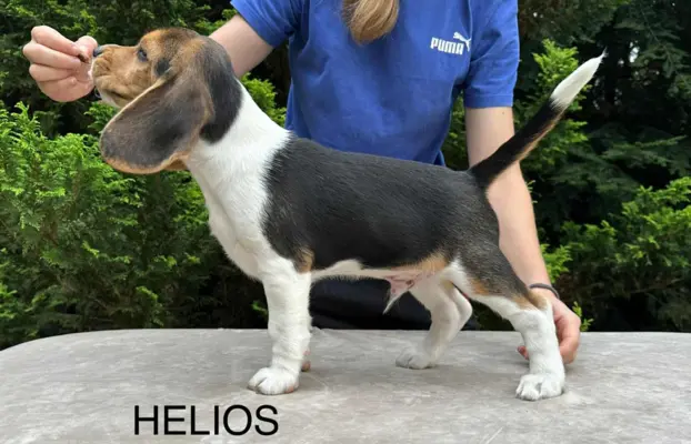 Szczenięta Beagle ZKwP FCI, Woj. Łódzkie, Samce 3