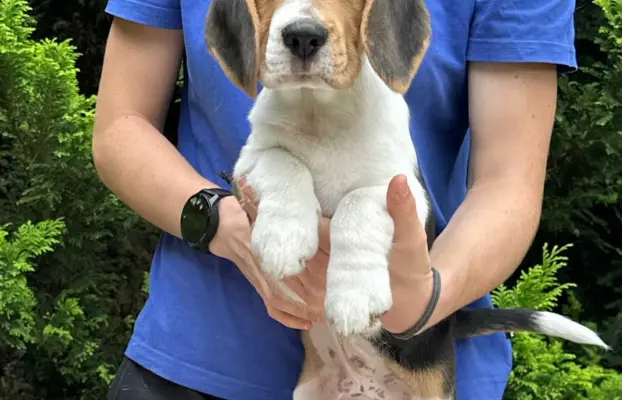 Szczenięta Beagle ZKwP FCI, Woj. Łódzkie, Samce 4