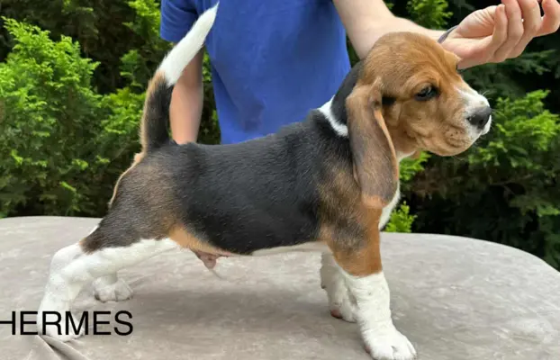 Szczenięta Beagle ZKwP FCI, Woj. Łódzkie, Samce 5