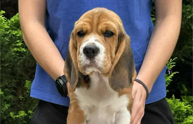 Szczenięta Beagle ZKwP FCI, Woj. Łódzkie, Samce 6