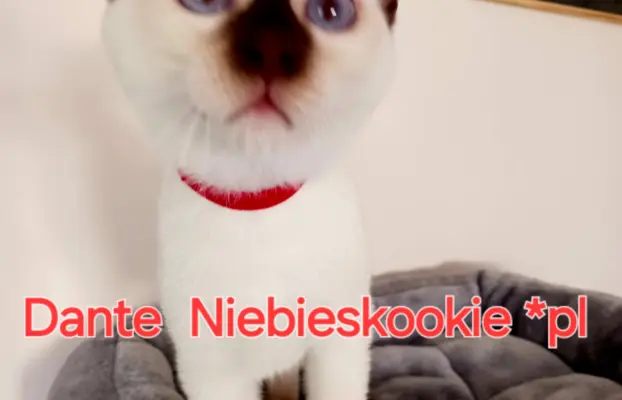 Kocurek tajski czekoladowy Dante z rodowodem Wcf Niebieskook 5
