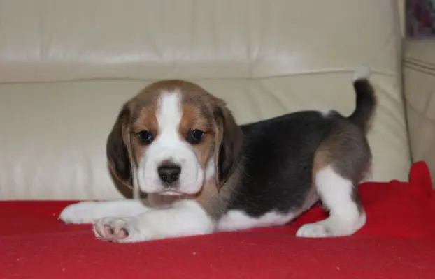 Beagle szczeniaczki ZKwP FCI po Championach 2