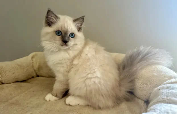Bonnie - kotka rasy Ragdoll rodowodowa FPL/FIFe 2