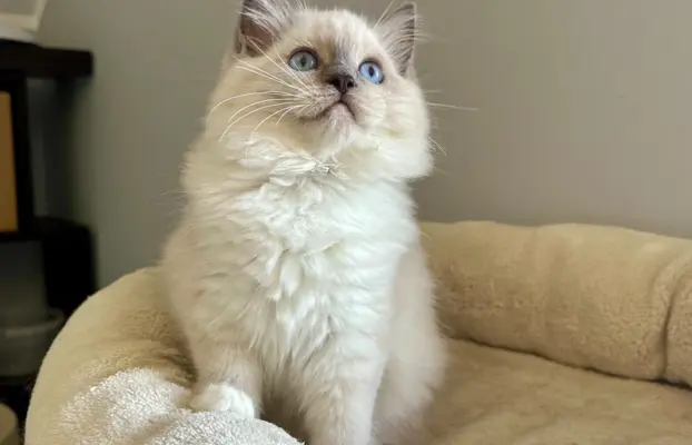 Bonnie - kotka rasy Ragdoll rodowodowa FPL/FIFe 3