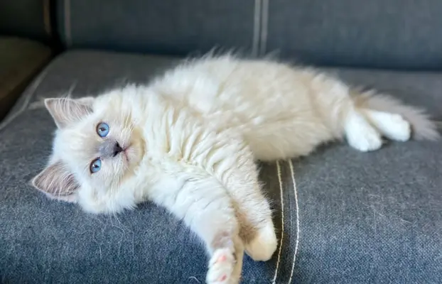 Bonnie - kotka rasy Ragdoll rodowodowa FPL/FIFe 4