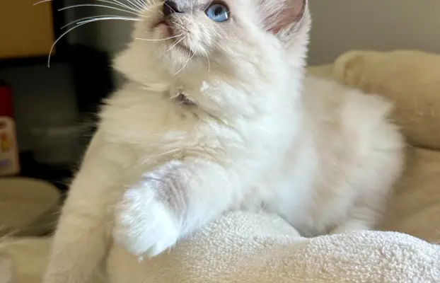Bonnie - kotka rasy Ragdoll rodowodowa FPL/FIFe 5