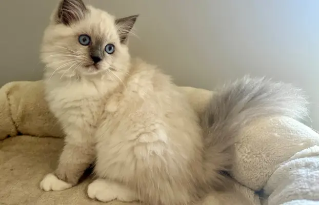 Bonnie - kotka rasy Ragdoll rodowodowa FPL/FIFe 6