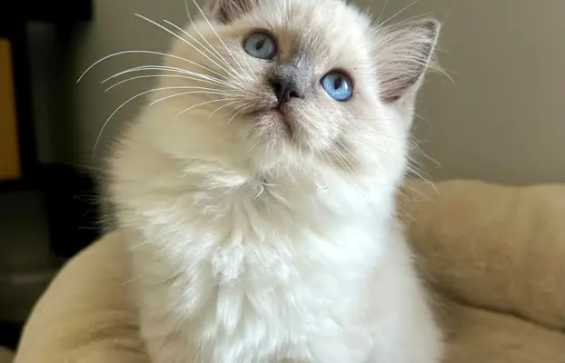 Bonnie - kotka rasy Ragdoll rodowodowa FPL/FIFe 7