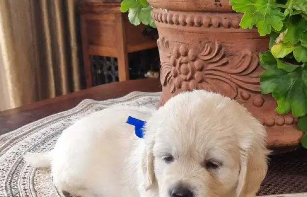Golden Retriver FCI Potomkowie Championów 5
