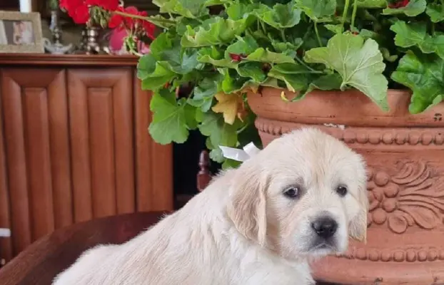 Golden Retriver FCI Potomkowie Championów 6