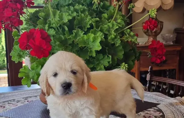 Golden Retriver FCI Potomkowie Championów 7