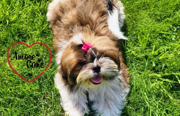 Pięka sunia shih tzu- GRACJA. 2