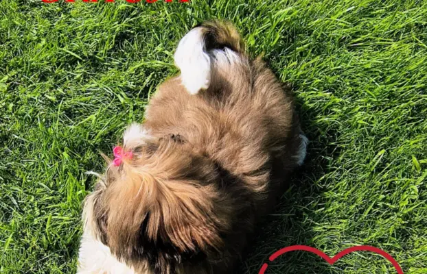Pięka sunia shih tzu- GRACJA. 4