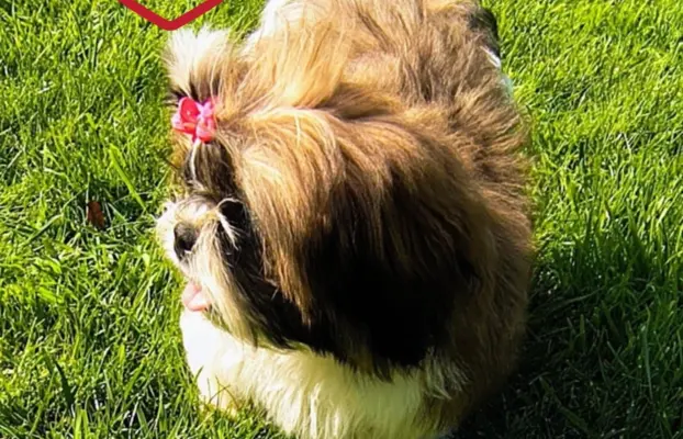 Pięka sunia shih tzu- GRACJA. 3