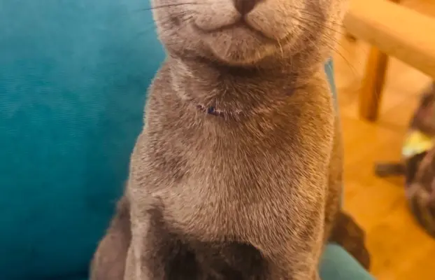 Kocięta rosyjskie niebieskie 4