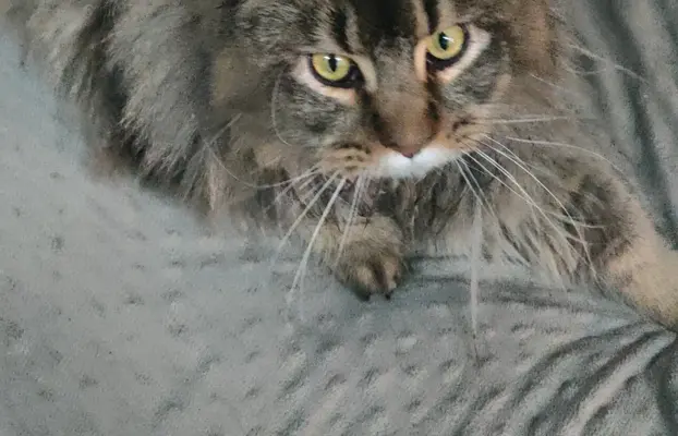 Kocurek Maine Coon 2