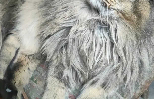 Kocurek Maine Coon 3