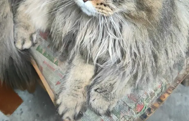 Kocurek Maine Coon 4
