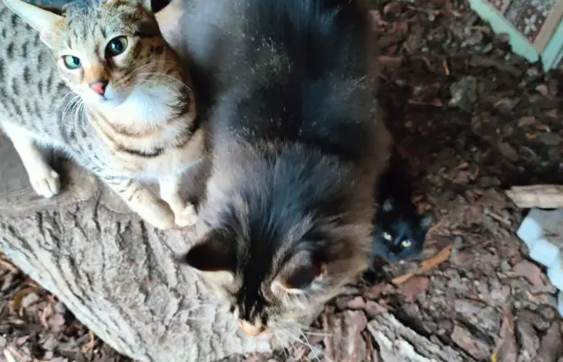 Kocurek Maine Coon 5