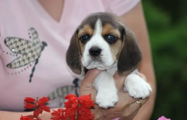 Beagle szczeniaczki ZKwP FCI po Championach 2