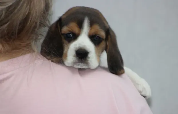 Beagle szczeniaczki ZKwP FCI po Championach 3