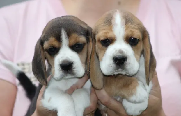 Beagle szczeniaczki ZKwP FCI po Championach 4