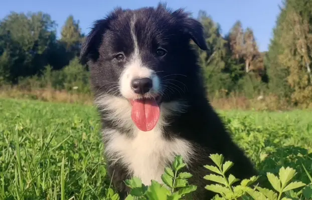 Suczka pełna wdzięku z dok. - Szczeniak BORDER COLLIE 1