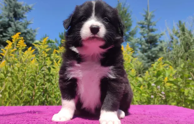 Suczka pełna wdzięku z dok. - Szczeniak BORDER COLLIE 3