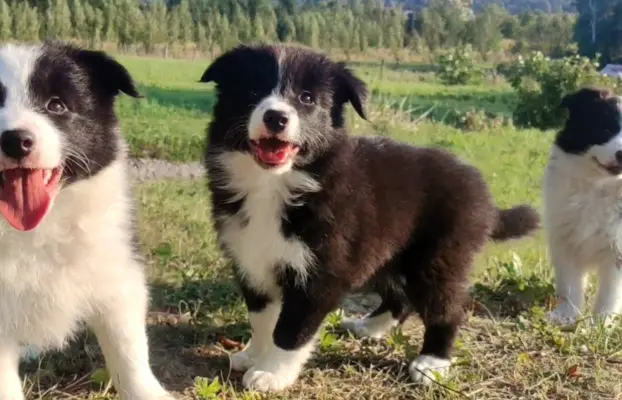 Suczka pełna wdzięku z dok. - Szczeniak BORDER COLLIE 2
