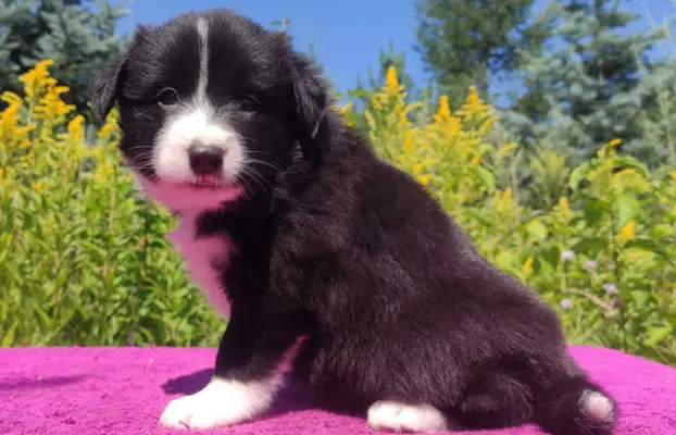 Suczka pełna wdzięku z dok. - Szczeniak BORDER COLLIE 5