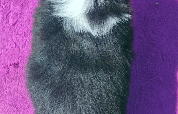 Suczka pełna wdzięku z dok. - Szczeniak BORDER COLLIE 6