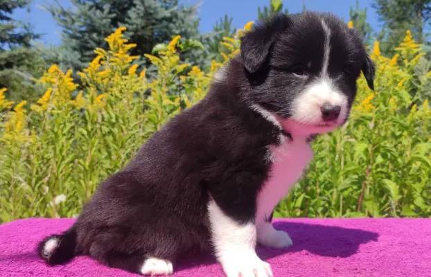 Suczka pełna wdzięku z dok. - Szczeniak BORDER COLLIE 4