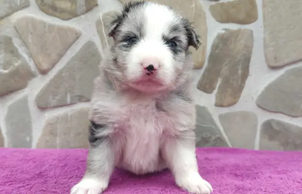 Samiec BORDER COLLIE z Hodowli - Rasowy z pełną dok. 1