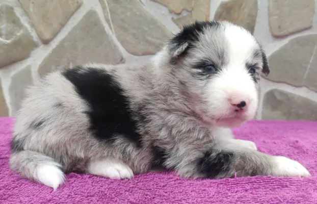 Samiec BORDER COLLIE z Hodowli - Rasowy z pełną dok. 2