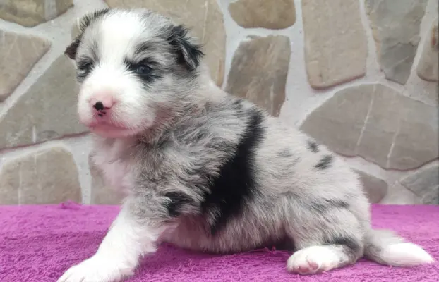 Samiec BORDER COLLIE z Hodowli - Rasowy z pełną dok. 3