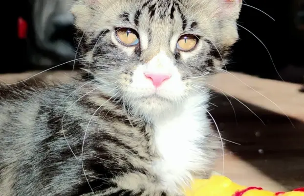 Kocurek rasy Maine Coon 1
