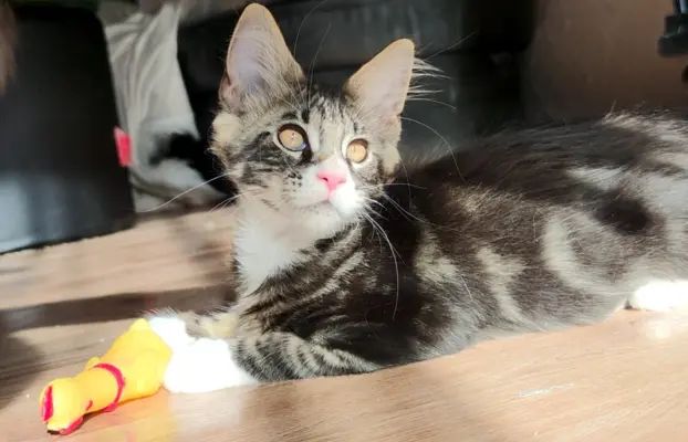 Kocurek rasy Maine Coon 3
